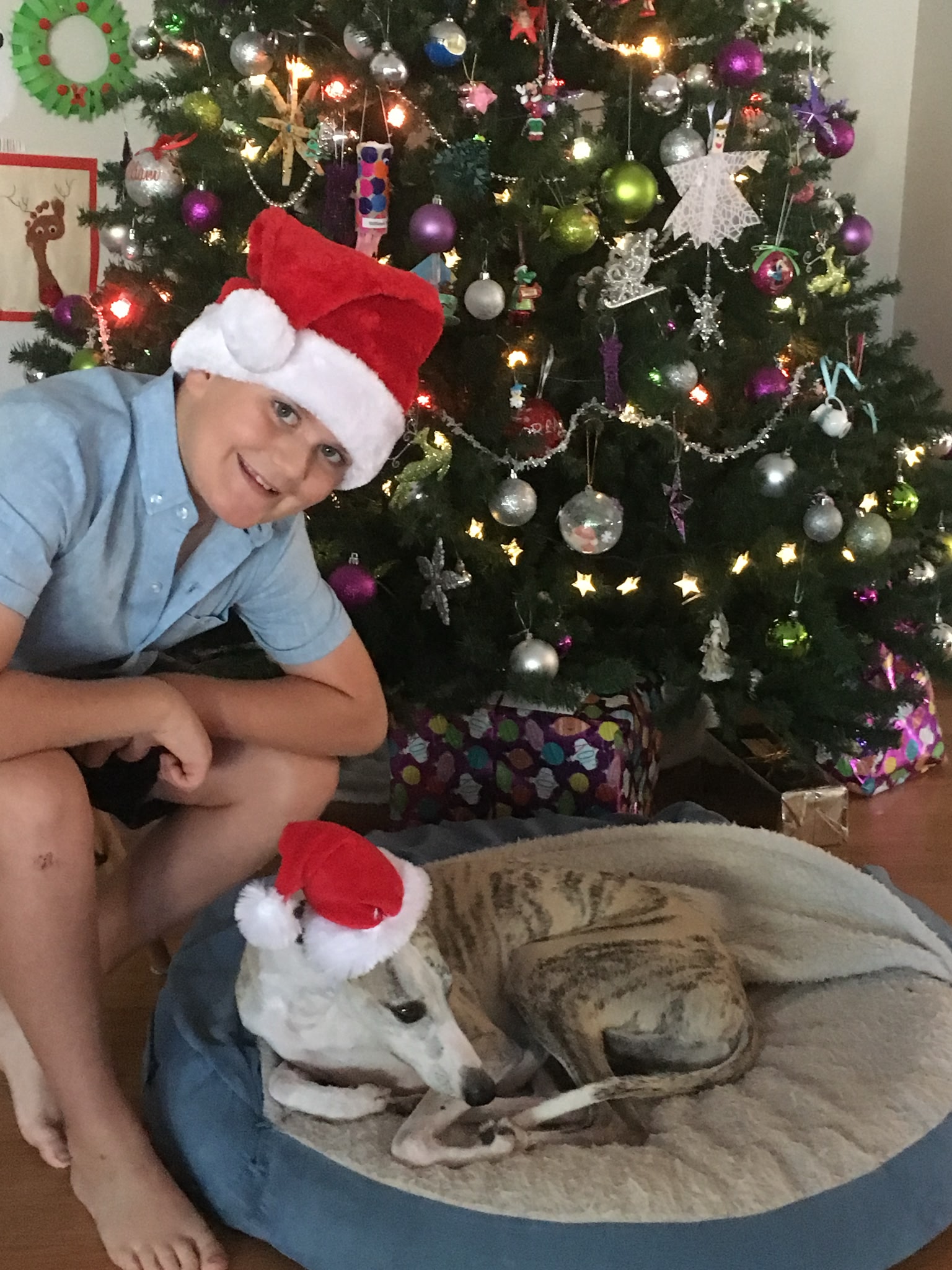 George's whippet enjoying Xmas